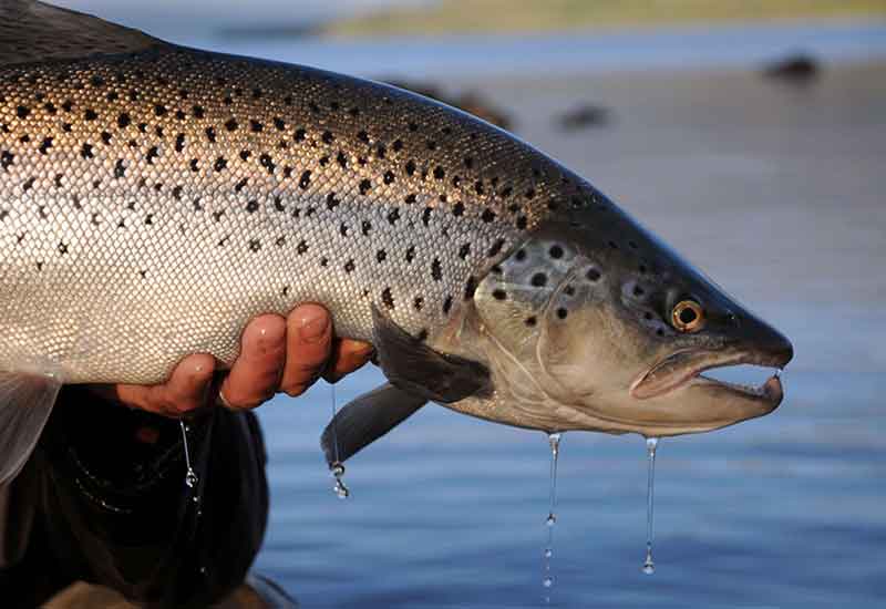 flyfishingbarilochepatagonia home10